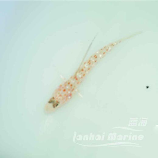 绿高鳍虾虎 商品图3