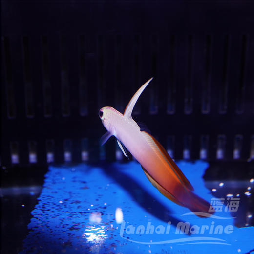 雷达 红雷达 大口线塘鳢 商品图4