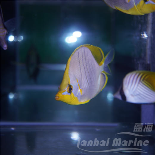 马代金月光蝶 商品图1