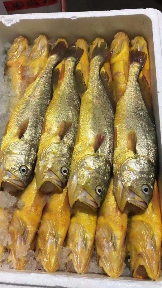 东海大黄鱼,肉质紧实,鳞颜色亮,弹性好,口感绵密甘甜,入口即化!