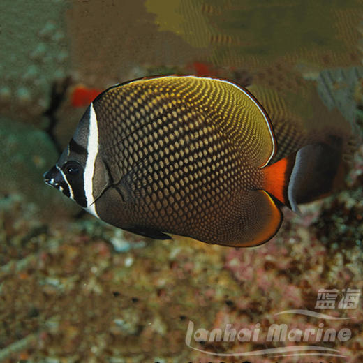 红尾朱蝶 商品图6