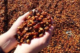  蜜处理和日晒处理的咖啡为什么甜如蜜？ 