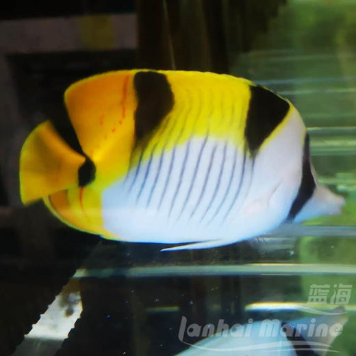 金双印蝶 商品图3