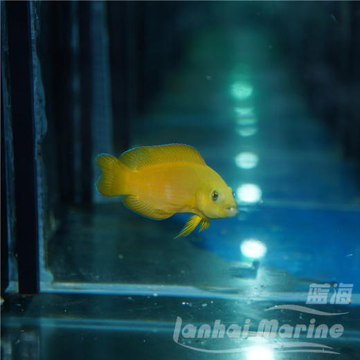 黄草莓 商品图1