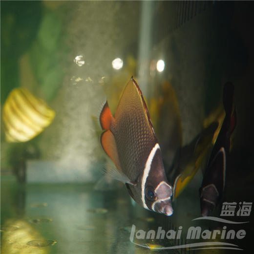 红尾朱蝶 商品图7