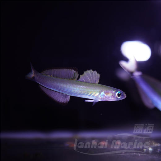 喷射机 商品图5