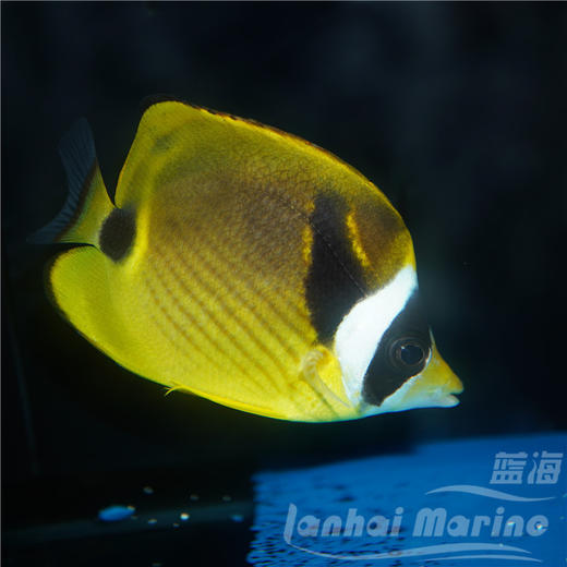 白眉蝶/月眉蝶 商品图5