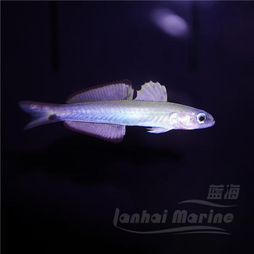 喷射机 商品图4