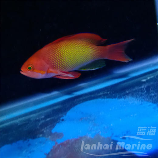 马代蓝眼宝石 公 商品图4