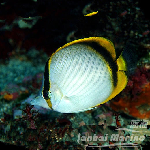 美丽蝶 商品图1