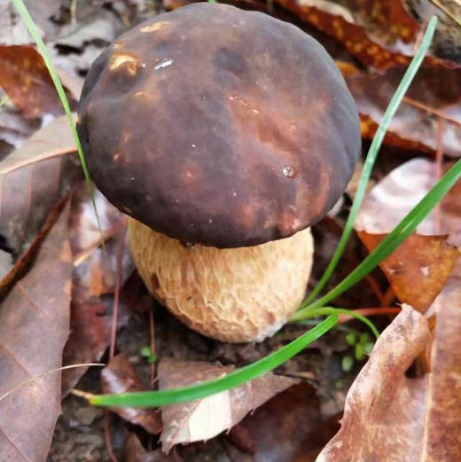 【油牛肝菌】当季新鲜野生白牛肝菌清洗干净 柴火慢熬3个多小时一锅/保留了野生牛肝菌的鲜味吃起来还非常香/开罐即食可保存一年/ 新货现发包邮 商品图11