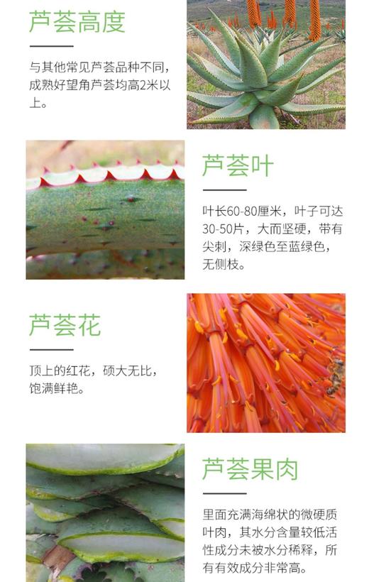 来自南非好望角的guo宝品牌AMC芦荟胶｜家中常备 6小时鲜榨萃取 芦荟 晒后修护 补水保水 镇定舒缓 蚊虫叮咬 宝宝湿zhen  guo敏止痒去豆印 商品图5