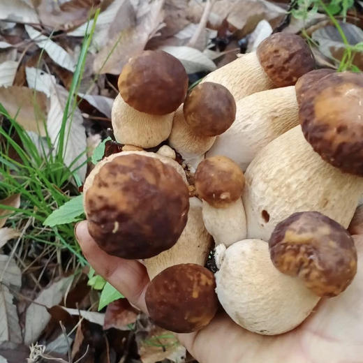 【油牛肝菌】当季新鲜野生白牛肝菌清洗干净 柴火慢熬3个多小时一锅/保留了野生牛肝菌的鲜味吃起来还非常香/开罐即食可保存一年/ 新货现发包邮 商品图10