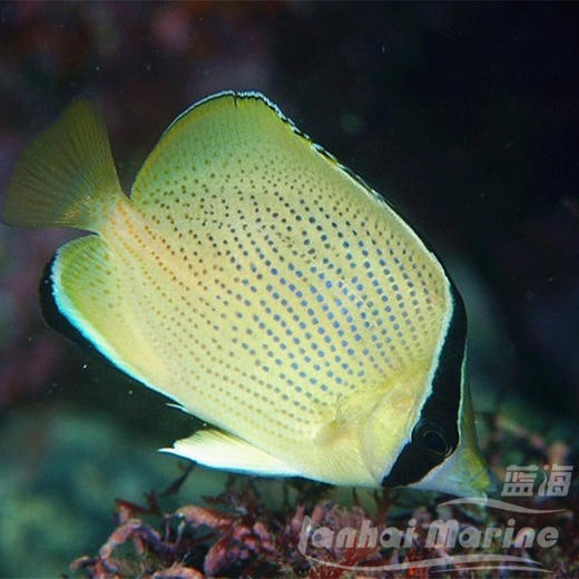 芝麻蝶 商品图1