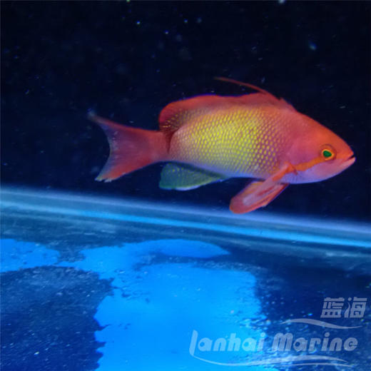 马代蓝眼宝石 公 商品图2