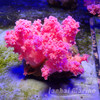 粉水桃花 商品缩略图2