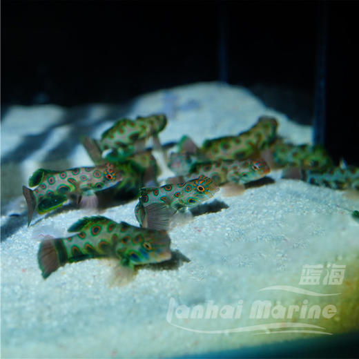 圆点青蛙（吃虫子） 商品图2