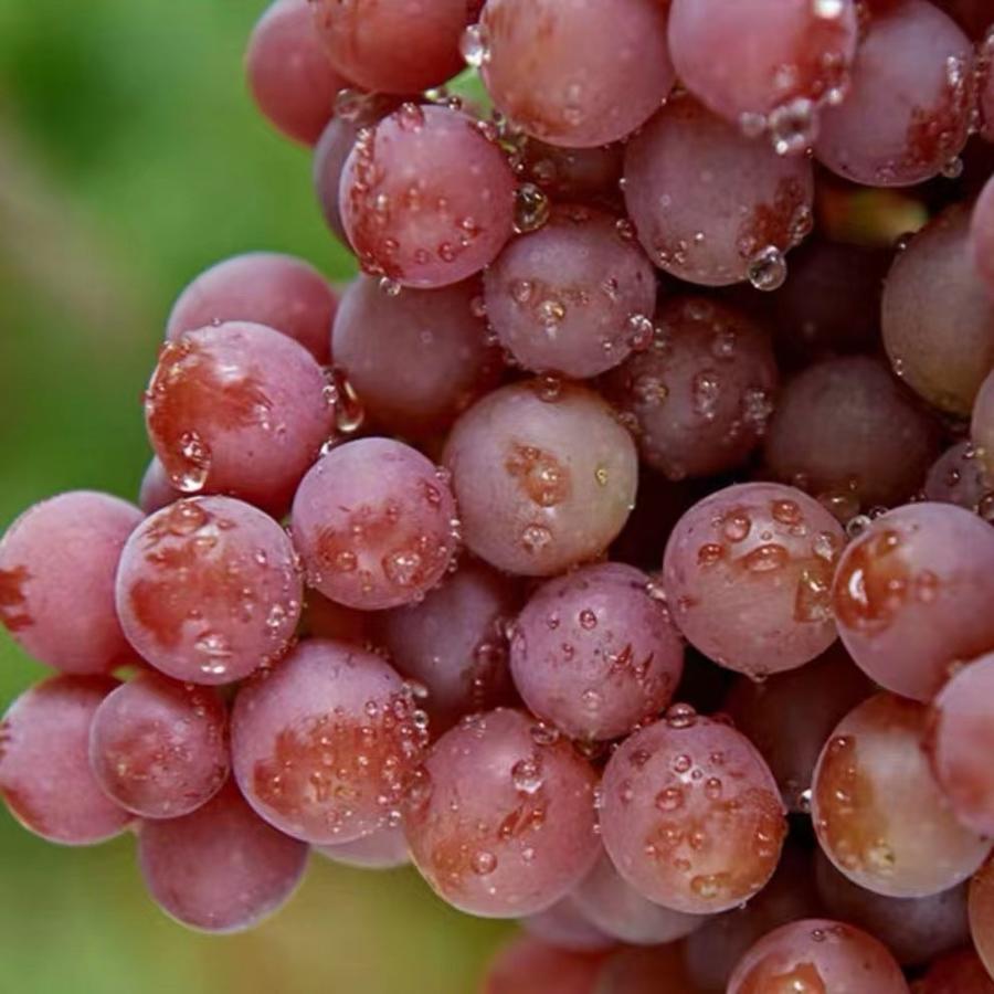 无核提子玻璃脆 净重4.5斤