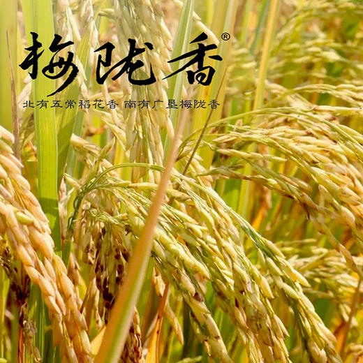 【广垦优品】广垦精选梅陇香米5kg 商品图6