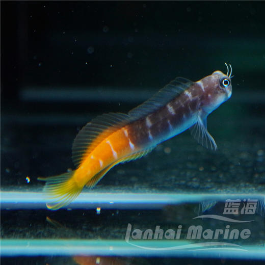 双色虾虎 商品图1