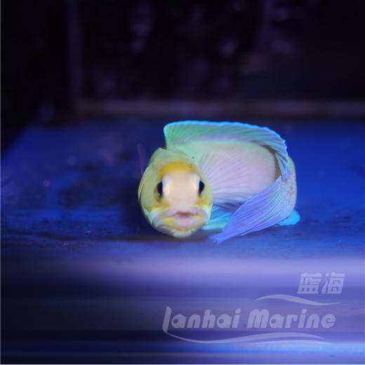 美国大帆鸳鸯 商品图2