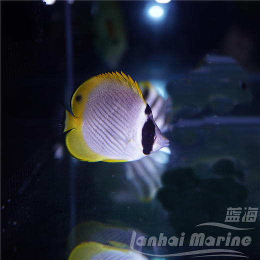 熊猫蝶 商品图3