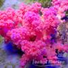 粉水桃花 商品缩略图3