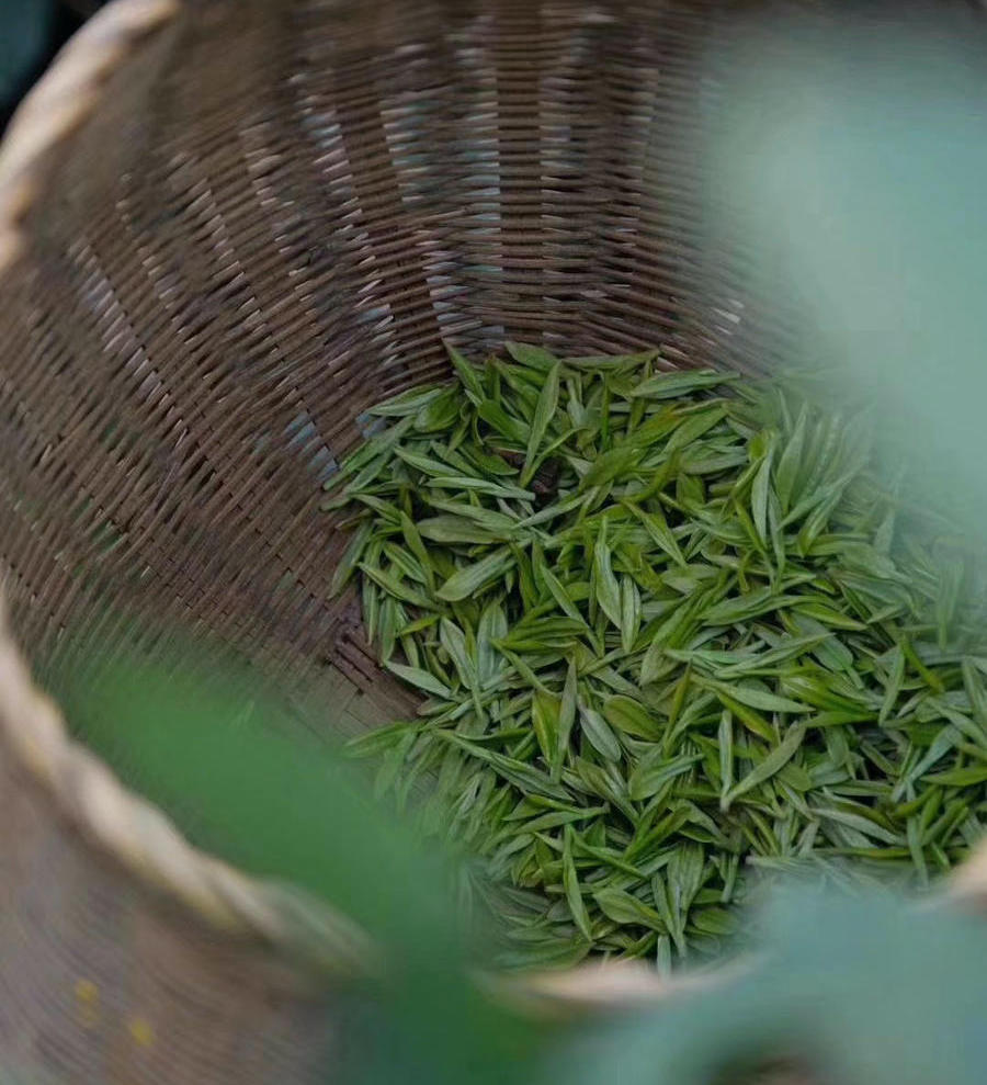 春茶来了｜2026梅家坞明前龙井