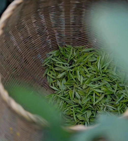 春茶来了｜2026梅家坞明前龙井 商品图0