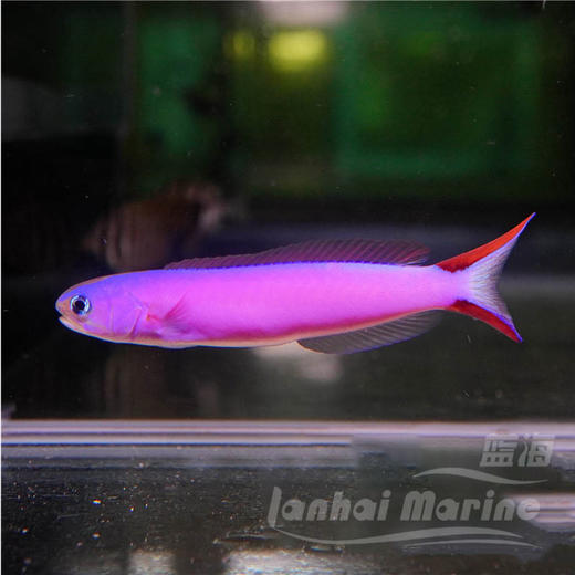 紫鸳鸯 商品图1