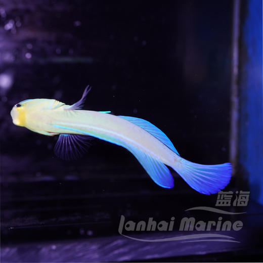 美国大帆鸳鸯 商品图4