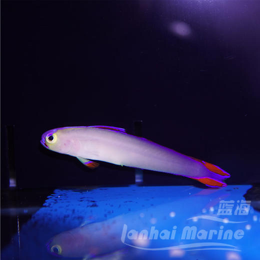 紫雷达 商品图5