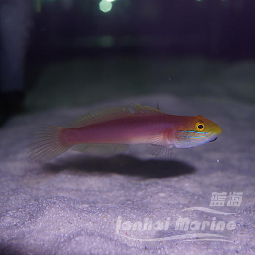 贝拉虾虎 商品图3