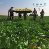 【预售，预计7.5日左右开始发货】阿拉善生态蜜瓜（基地直发-顺丰包邮） | 来自内蒙古阿拉善致良田，生产者：马彦伟，【合作生产，公平贸易】 商品缩略图6