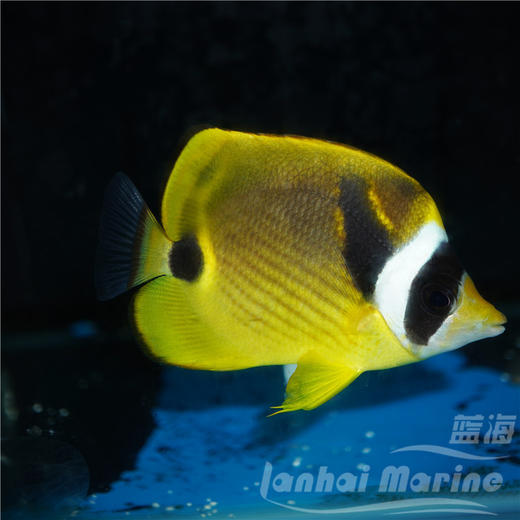 白眉蝶/月眉蝶 商品图2