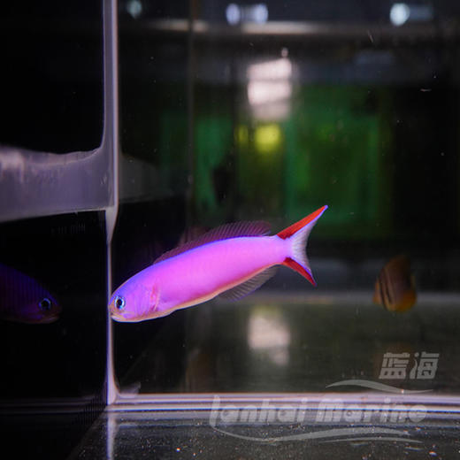 紫鸳鸯 商品图3