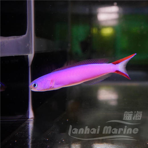 紫鸳鸯 商品图2