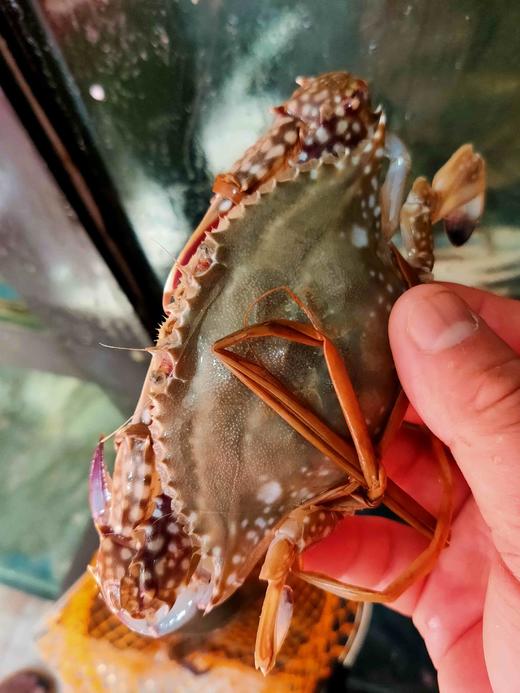 梭子蟹，1斤2一3只// 商品图2