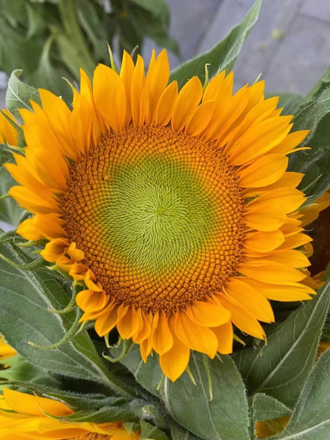 配花-黄心向日葵-10枝