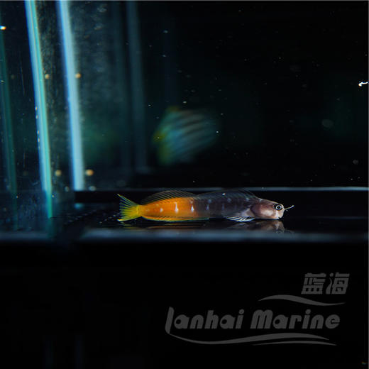 双色虾虎 商品图2