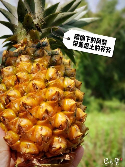 巴马兰庄园与萤火虫为伴的生态凤梨，2-3个装，香甜多汁，削皮即食。 商品图9
