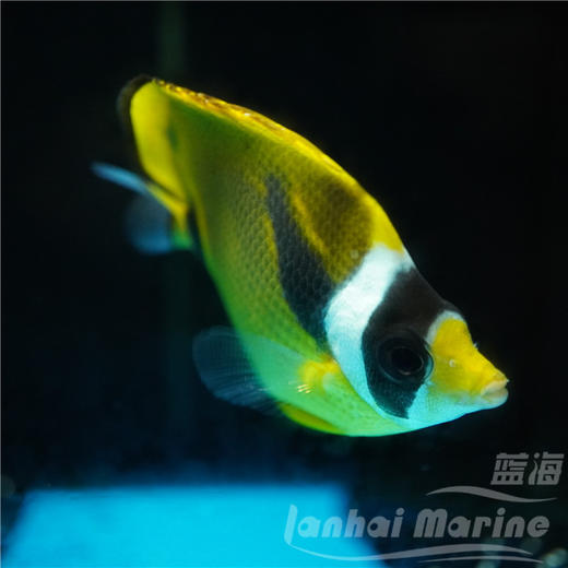 白眉蝶/月眉蝶 商品图6