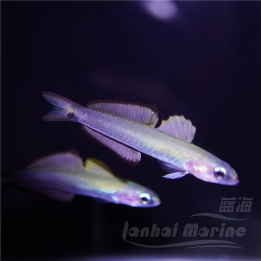 喷射机 商品图1