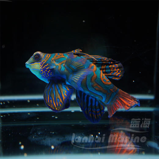 五彩青蛙（吃虫子） 商品图1