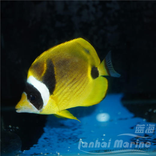 白眉蝶/月眉蝶 商品图3