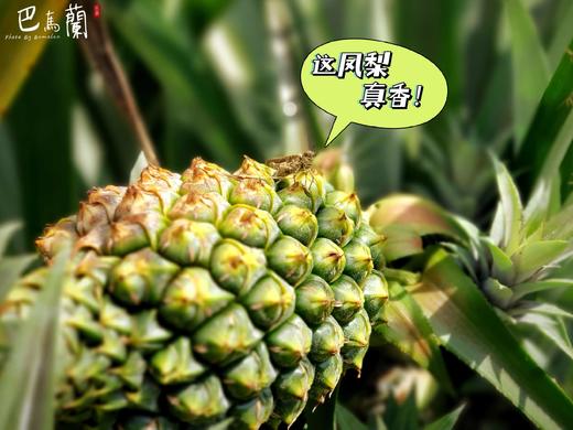 巴马兰庄园与萤火虫为伴的生态凤梨，2-3个装，香甜多汁，削皮即食。 商品图8
