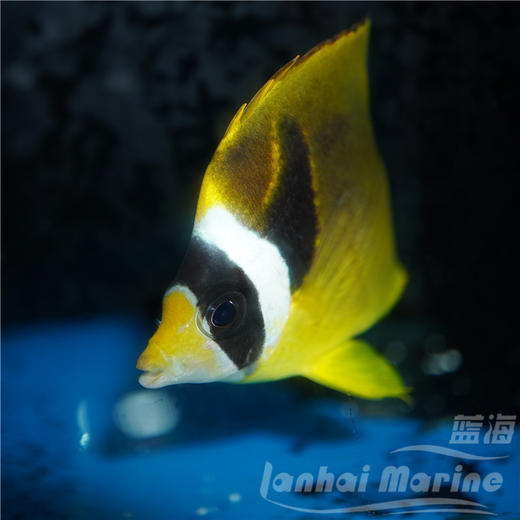 白眉蝶/月眉蝶 商品图4