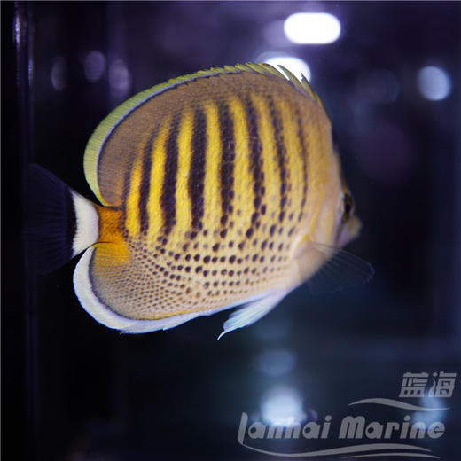 虎纹蝶 商品图2