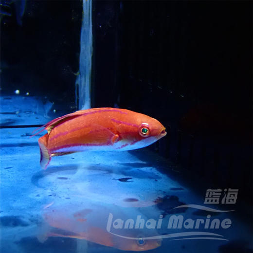 快闪龙 商品图5