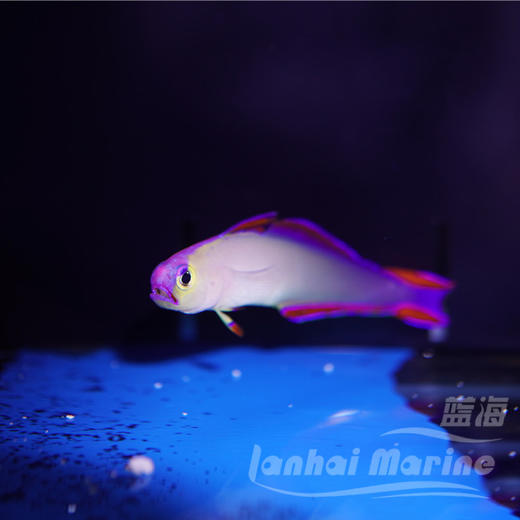 紫雷达 商品图2